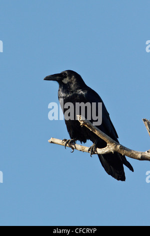 Gemeinsamen Raven-Corvus Corax thront Kaktus in der Nähe Stockfoto