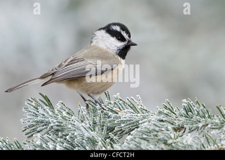 Berg Chickadee, Poecile Gambeli thront branch Stockfoto