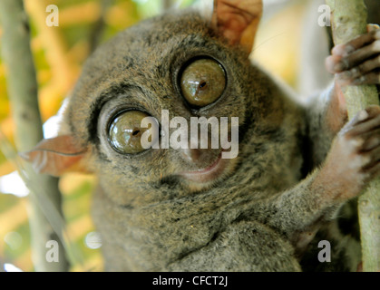 Koboldmaki Fraterculus, die kleinsten lebenden Primaten, nur 130mm (5 Zoll) hoch, Tarsier Sanctuary, Sikatuna, Bohol, Philippinen Stockfoto