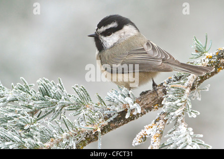 Berg Chickadee, Poecile Gambeli thront branch Stockfoto