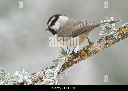 Berg Chickadee, Poecile Gambeli thront branch Stockfoto