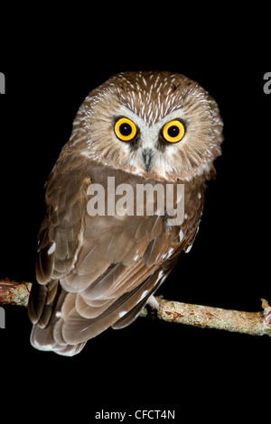 Nördlichen Säge – Whet Eule (Aegolius Acadicus) thront auf einem Ast in der Nähe von Victoria, British Columbia, Kanada. Stockfoto