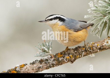 Red-breasted Kleiber Sittcanadensis thront Stockfoto