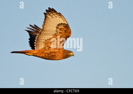 Rot - angebundener Falke Buteo Jamaicensis fliegen Bosque Stockfoto