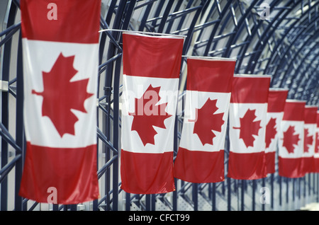 Reihe von kanadischen Flaggen in Gehweg zum CN Tower, Toronto, Ontario, Kanada. Stockfoto