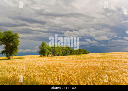 Gewitter über Straße zum Crowfoot Fähre, Alberta, Kanada Stockfoto