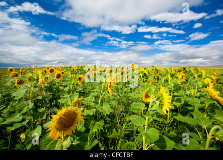 Sonnenblumenfeld, Höhenstraße 221, Alberta, Kanada Stockfoto