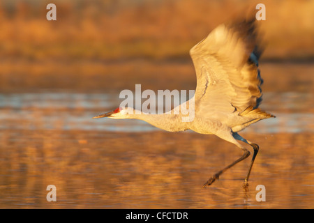 Sandhill Kran Grus Canadensis fliegen Bosque del Stockfoto