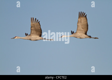 Sandhill Kran Grus Canadensis fliegen Bosque del Stockfoto