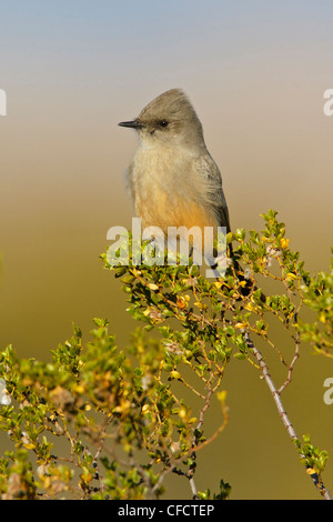 Say'sche Phoebe Sayornis Saya thront Filiale in Ihrer Nähe Stockfoto