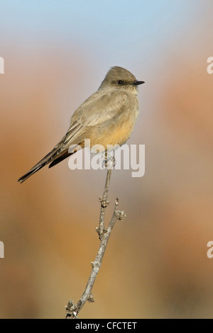 Say'sche Phoebe Sayornis Saya thront Filiale in Ihrer Nähe Stockfoto