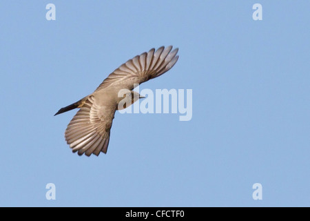 Say'sche Phoebe (Sayornis Saya) fliegen im Bosque del Apache Wildlife Refuge in der Nähe von Socorro, New Mexico, Vereinigte Staaten von Amerika. Stockfoto