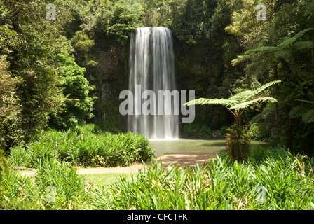 Millaa Millaa Falls, Atherton Tablelands, Queensland, Australien, Pazifik Stockfoto