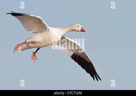 Snow Goose Chen Caerulescens fliegen Bosque del Stockfoto