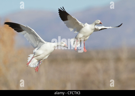 Snow Goose Chen Caerulescens fliegen Bosque del Stockfoto