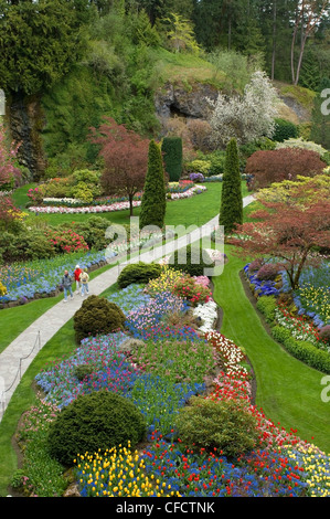 Touristen, die zu Fuß durch versunkene Garten im Frühling, Butchart Gardens, Victoria, Vancouver Island, British Columbia, Kanada Stockfoto