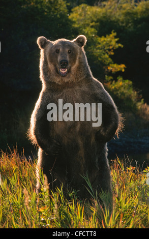 Grizzlybär (Ursus Arctos Horribilis), Hintergrundbeleuchtung in hohen farbigen Gräsern, Herbst, Montana, Vereinigte Staaten von Amerika Stockfoto