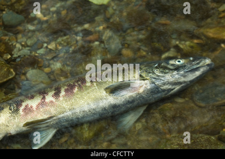 Chum Lachs (Oncorhynchus Keta) nach der Laichablage, Goldstream Provincial Park, Victoria, Vancouver Island, British Columbia, Kanada Stockfoto