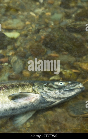 Chum Lachs (Oncorhynchus Keta) nach der Laichablage, Goldstream Provincial Park, Victoria, Vancouver Island, British Columbia, Kanada Stockfoto