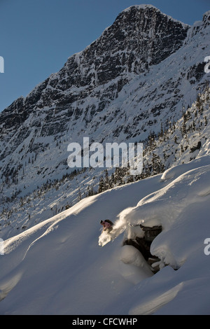 Eine männliche Freeskier Skitouren in Roger Pass, Glacier Nationalpark, Britisch-Kolumbien, Kanada Stockfoto