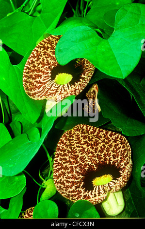 Calico Blume, (Aristolochia Littoralis) Stockfoto