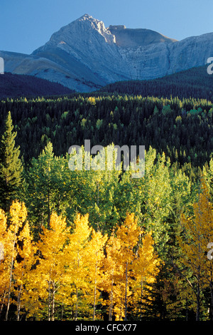 Herbst gefärbte Wälder Ith der dominanten Roche Miette Gipfel im Jasper-Nationalpark, Rocky Mountains, Alberta, Kanada Stockfoto