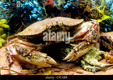 Atlantic Rock Krabbe, (Krebs Irroratus) Stockfoto