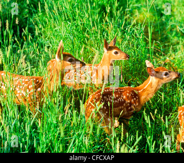 Weiß - angebundene Rotwild Kitze (Odocoileus Virginianus) Stockfoto