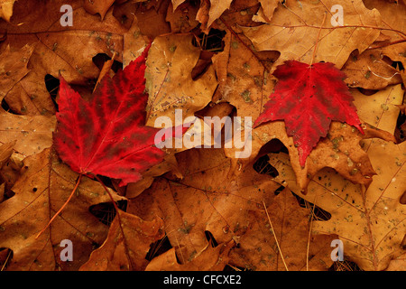 Rote Ahornblätter Handauflegen Eichenlaub, Killbear Provincial Park, Ontario, Kanada. Stockfoto