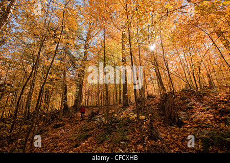 Frau zu Fuß auf dem Hartholz Lookout Trail mit Herbstfarben, Algonquin Park, Ontario, Kanada.