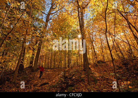 Frau zu Fuß auf dem Hartholz Lookout Trail mit Herbstfarben, Algonquin Park, Ontario, Kanada.