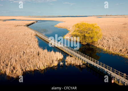 Marsh Boardwalk Trail, Point Pelee Nationalpark, Essex County, Ontario, Kanada Stockfoto