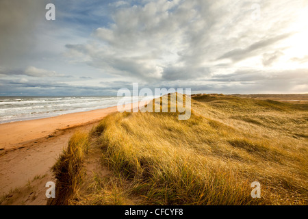 Sanddüne, Brackley Beach, Prince Edward Island National Park, Kanada Stockfoto