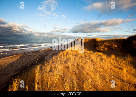 Sanddünen und Dünengebieten Grass, Brackley, Prince Edward Island National Park, Prince-Edward-Insel, Kanada Stockfoto