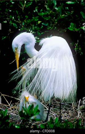 Silberreiher (Casmerodius Albus) und jungen Reiher auf Nest Stockfoto