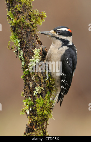 Männliche behaarte Specht (Picoides Villosus) Bohren für Essen in Victoria, British Columbia, Kanada Stockfoto