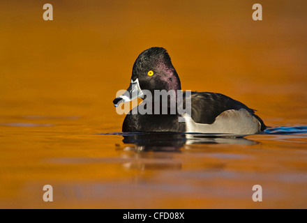 Männliche Ring – Necked Duck (Aythya Collaris) bei Kings Teich, Victoria British Columbia, Canada Stockfoto