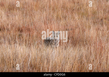 Coyote stehen im hohen Steppengras, Wind Cave National Park, South Dakota, Vereinigte Staaten von Amerika. Stockfoto