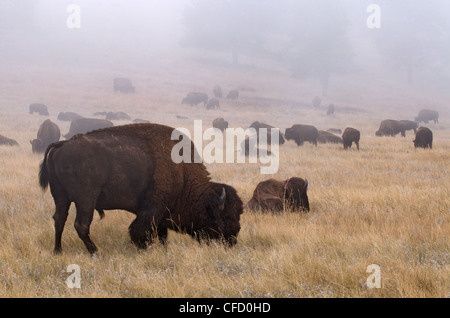 Amerikanische Bisons im Nebel (Bison Bison), Theodore Rooosevelt National Park, North Unit, North Dakota, Vereinigte Staaten von Amerika. Stockfoto