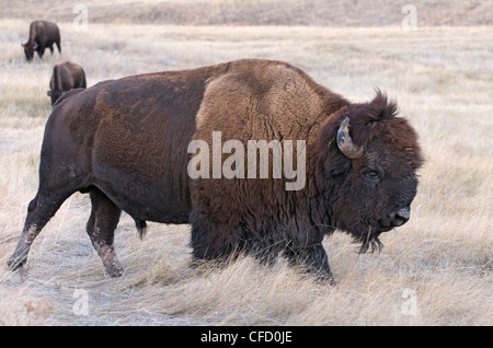 Große amerikanische Bison Bison Bison Bulle zu Fuß Stockfoto