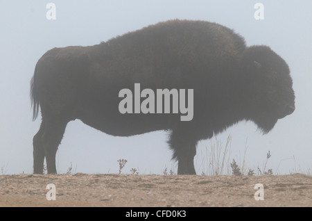 Der amerikanische Bison (Bison Bison) im Nebel, Theodore-Roosevelt-Nationalpark, North Unit, North Dakota, Vereinigte Staaten von Amerika. Stockfoto