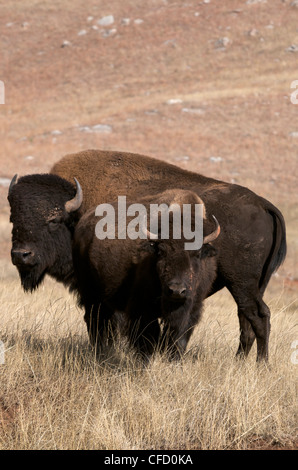 Amerikanischer Bison Bulle und Kuh (Bison Bison), Wind Cave National Park, South Dakota, Vereinigte Staaten von Amerika. Stockfoto