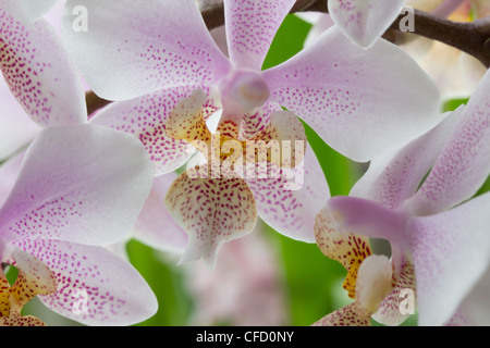 Rosa und weiße Orchidee Blume Nahaufnahme Stockfoto