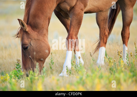 Pferde grasen in der kanadischen Prärie. In der Nähe von Swift Current, Saskatchewan, Kanada. Stockfoto