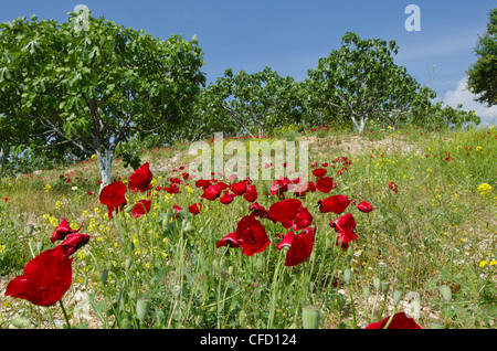 Mohnblumen im Olivenhain in der Nähe von Kusadasi, einem Ferienort an der türkischen Ägäisküste in Aydın ProvinceTurkey Stockfoto