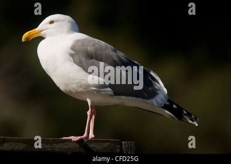 Westliche Möve, Larus Occidentalis, thront; Kalifornien, USA Stockfoto