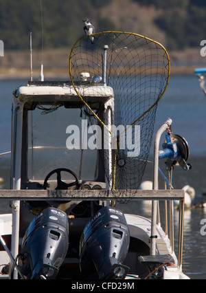 Eisvogel, Gürtelreifen Ceryle Alcyon thront Fischers Netz auf Boot; Bolinas Bay, Kalifornien, USA Stockfoto