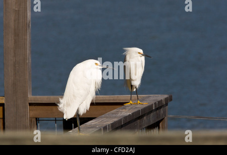 Snowy Reiher, Egretta unaufger am Steg; Kalifornien, USA Stockfoto