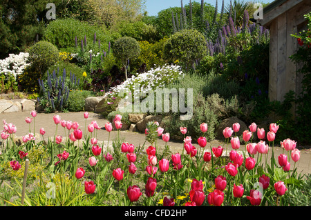 Klostergarten, Tresco, Isles of Scilly, Vereinigtes Königreich, Europa Stockfoto