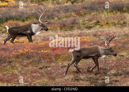 Karge Boden Caribou Rangifer Tarandus granti Stockfoto